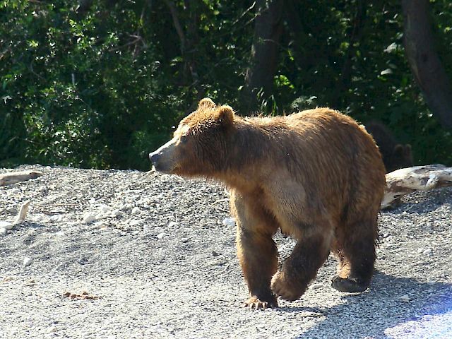 Bear