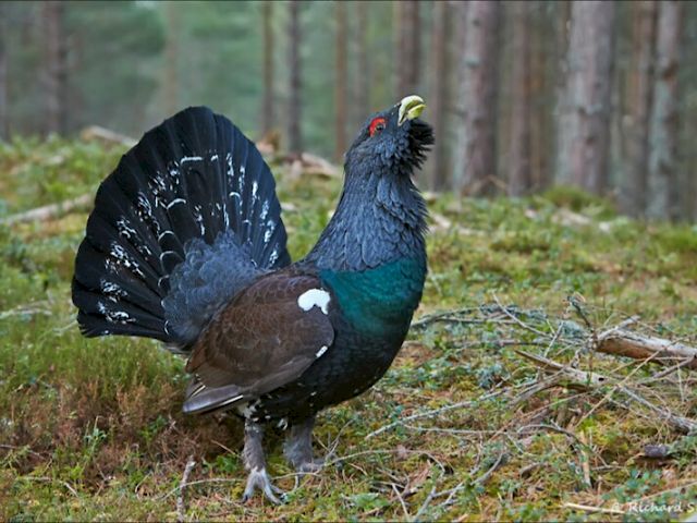 Wood Grouse