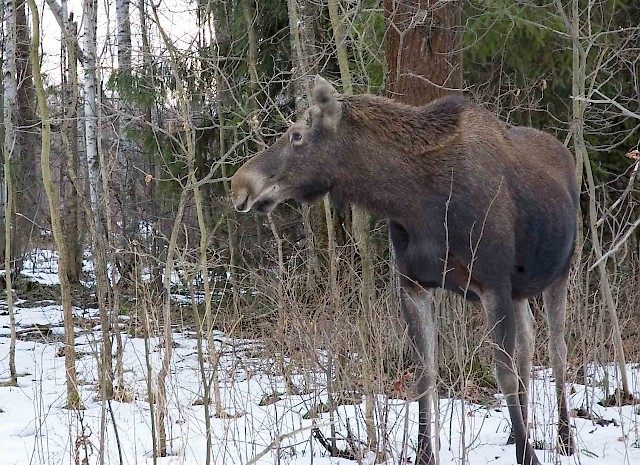 Moose Watching