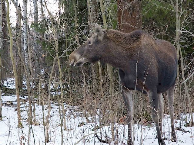 Moose Watching